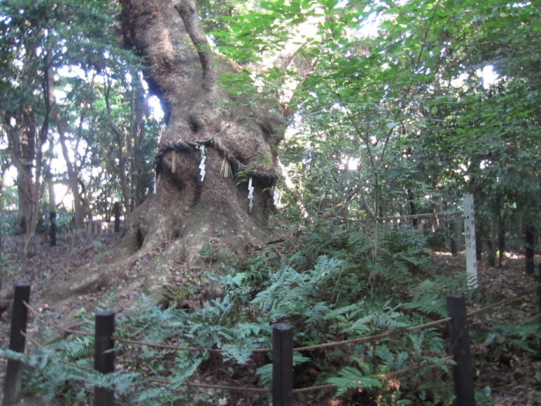 N°8 – Philippe – La Racine du Monde